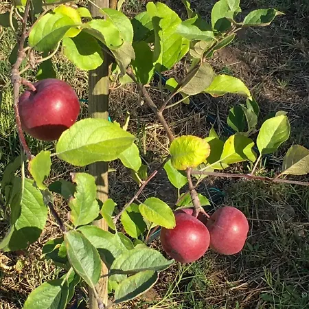 Casa Pedra Nobre Panzió Nadadouro