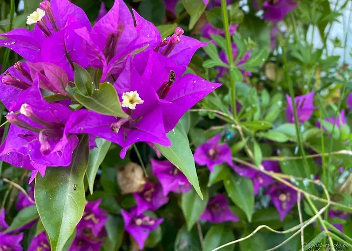 住宿加早餐酒店 佩德拉诺布雷之家酒店 Nadadouro