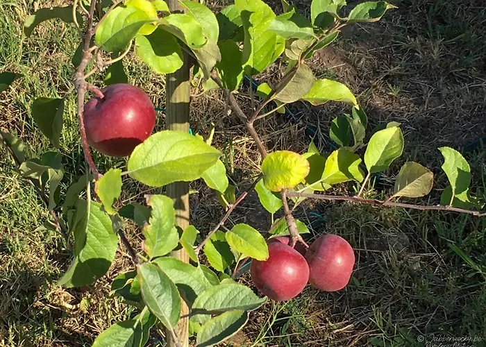 佩德拉诺布雷之家酒店 住宿加早餐酒店 Nadadouro